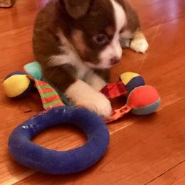 Miniature American Shepherd Puppies from Blue Moon Mini Shepherds