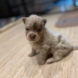 Girl 2 - Lavender female Pomeranian puppy in Skowhegan, Maine from Countryside Pomeranians