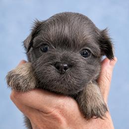Slater - Blue male Shih Tzu puppy in Tallahassee, Florida from Bows and Bow Ties