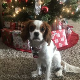 Cavalier King Charles Spaniel Puppies from Christina’s Cavaliers