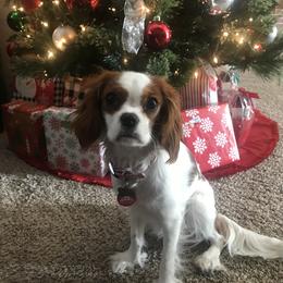 Cavalier King Charles Spaniel Puppies from Christina’s Cavaliers