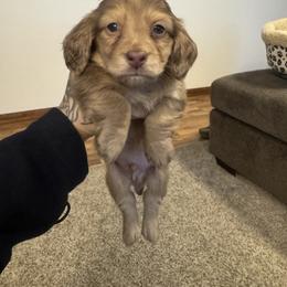 Boy 1-Dapple - Dapple male Dachshund puppy in Rio, Wisconsin from Three K Miniature Dachshunds
