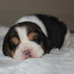Cooley - Black tan and white male Beagle puppy in Morrill, Kansas from Kelle Beagles