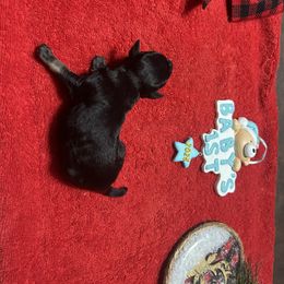 Boy 1 - Black and silver Miniature Schnauzer puppy in Dunkirk, Indiana from Walker's Schnauzers