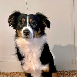 Miniature Australian Shepherds and Toy Australian Shepherds from Happy Puppy Paws