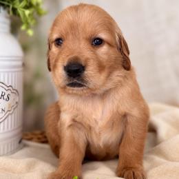Autumn - Golden female Golden Retriever puppy in San Bernardino, California from Thegoldendreams1