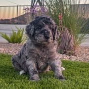 Patriot - male Newfypoo puppy in California from Diaz Family Acres Doodles