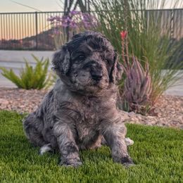 Patriot - male Newfypoo puppy in California from Diaz Family Acres Doodles