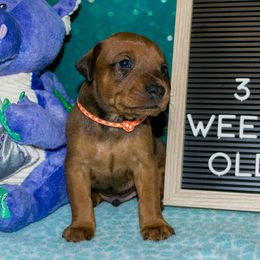 Orange Collar Boy - Red male German Pinscher puppy in Topeka, Kansas from Rhapsody German Pinschers