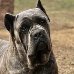 Cane Corso from Raising Kane Corso’s