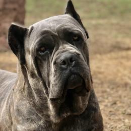 Cane Corso from Raising Kane Corso’s