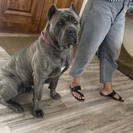 Khyda - Cane Corso