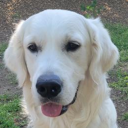 Baxter - Golden Retriever