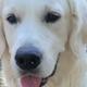 Baxter