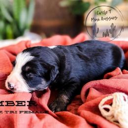 Ember - Black tri female Miniature Australian Shepherd puppy in Apache Junction, Arizona from Circle T Mini Aussies