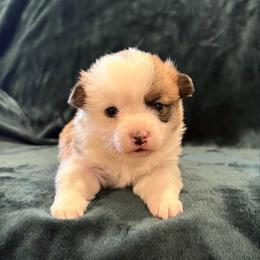Bumble Bee - Sable female Pembroke Welsh Corgi puppy in Arcanum, Ohio from Weissway Corgis
