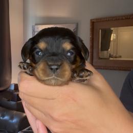 Girl 2 with more white on her chest - Black and tan female Cavalier King Charles Spaniel puppy in Columbia, South Carolina from Columbia Cavaliers