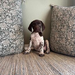 Thyme - White and liver female German Shorthaired Pointer puppy in Ulen, Minnesota from North Wind Gundogs