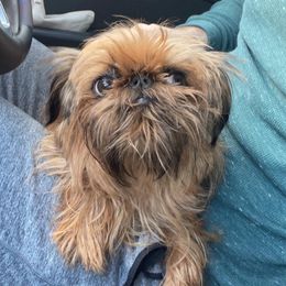 Frankie - Brussels Griffon