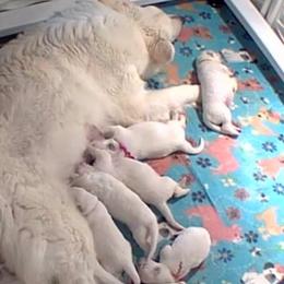 Boy 4 - White male German Shepherd puppy in Valley Springs, South Dakota from Von Pasch German Shepherds