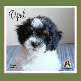 Opal - Tri-color female Bernedoodle puppy in Branchland, West Virginia from Our Appalachian Doodles
