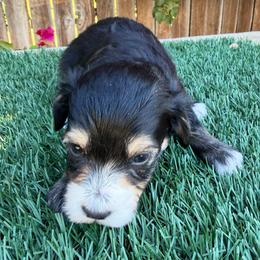Selena Gomez - Black tri-color female Aussiedoodle puppy in Bakersfield, California from Annie's Aussies