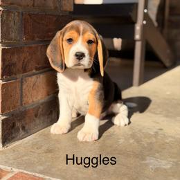 Huggles - Black tan and white male Beagle puppy in Mansfield, Missouri from Rippee Creek Kennel