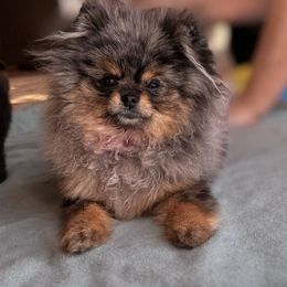 Pomeranian Puppies from BackRoad Pomeranians