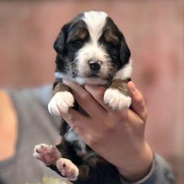 Independence - Sable male Bernedoodle puppy in Kansas City, Missouri from Beary GoldenDoodles