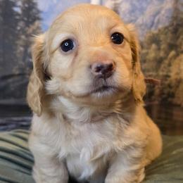 Female 1 - Cream female Dachshund puppy in Romney, Indiana from Brown's Valley Dachshunds