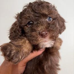 Royal - Brown male Poodle puppy in Chattanooga, Tennessee from Joy-Fur Puppies
