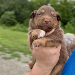 Aspen - Red tri-color female Australian Shepherd puppy in Nicholasville, Kentucky from Sugar Creek Aussies