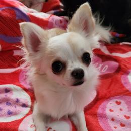 Chihuahua puppies from Precious Paws of Florida - Chihuahuas