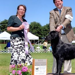 Flat-Coated Retrievers from Banquo