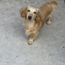 Max - Dachshund