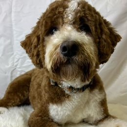 Bodie - Goldendoodle