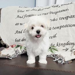 Milo - White male Maltese puppy in Austin, Texas from Austin Maltese Babies