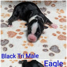 Eagle - Black tri-color male Australian Shepherd puppy in Squaw Valley, California from A&M Australian Shepherds