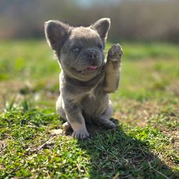 Blake - Tricolors male French Bulldog puppy in Nashville, Tennessee from PrestigiousK9