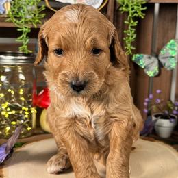 Bay - Apricot female Goldendoodle puppy in Waterford, Michigan from Oh My Doodness!