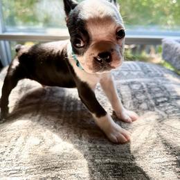 Boy four - Black brindle and white male Boston Terrier puppy in Georgia from KD’s K9 Oasis