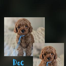 Doc - Red  male Goldendoodle puppy in Newdale, Idaho from Canyon Creek Puppies