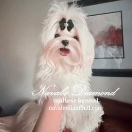Boy 3 Hilton - White male Maltese puppy in Snowville, Utah from Navabo Diamond