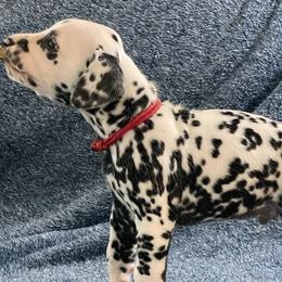 Black collar - White and black male Dalmatian puppy in Hagerstown, Maryland from Stagecoach Dalmatians