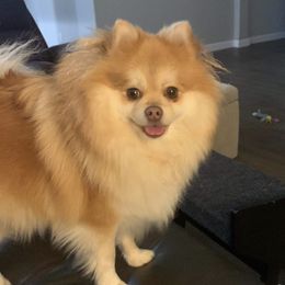 Lulu - Pomeranian