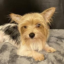 Gucci - Yorkshire Terrier