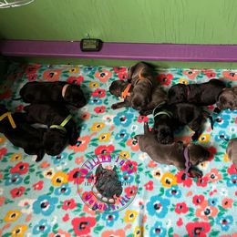 Cane Corso Puppies from Killing Joke Kennels, LLC
