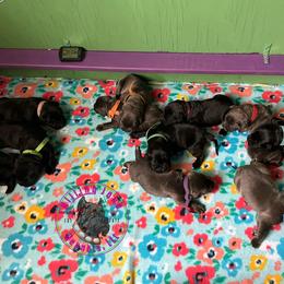 Cane Corso Puppies from Killing Joke Kennels, LLC