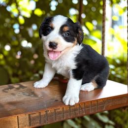 Echo - Black tri-color male Australian Shepherd puppy in Statesville, North Carolina from Charming Australian Shepherds