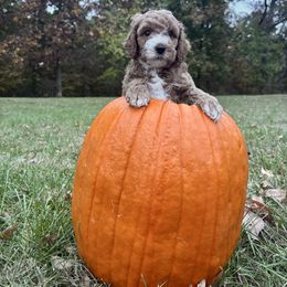 Pumpkin - Red  male Goldendoodle puppy in Gower, Missouri from Hillside Paws
